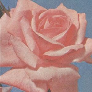 Meet your Posher, Serina